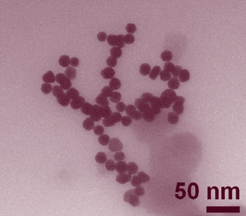 Image: Clusters of roughly 30-nanometer gold nanoparticles imaged by transmission electron microscopy (Photo courtesy of NIST).
